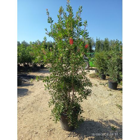 CALLISTEMON CITRINUS SPLENDENS CESP.55