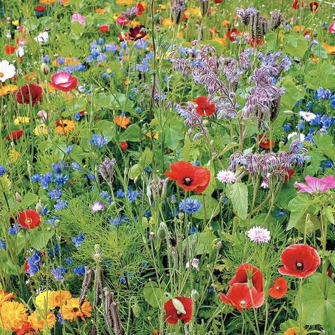 Mélange de graines de fleurs sauvages pour au moins 25 m² - Garden Select (1/2)