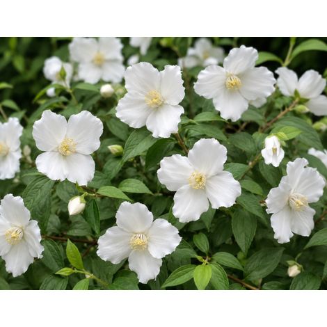 Gardenaria Filadelfo - Philadelphus 'Petite Perfume White' - Arbusto ornamentale da giardino - Altezza: 40/60 cm (vaso19) (1/3)