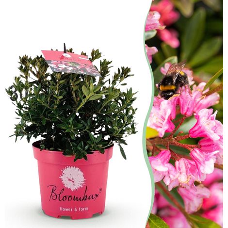 Rhododendron Magenta - Arbuste Nain Persistant à Fleurs Rose Magenta - Pot 17 cm - 1 Plant - PANGIVO (1/5)