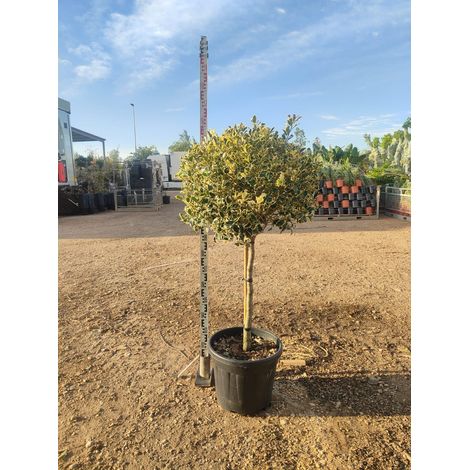 Houx Panaché Ilex Aquifolium Argenteomarginata Demi-tige Pot 40 cm (1/4)