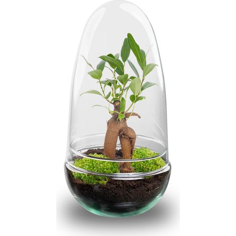 Terrarium Plante DIY Egg Bonsai Ficus Ginseng en Verre Ø 12 x 25 cm - Écosystème Fermé - PANGIVO (1/4)