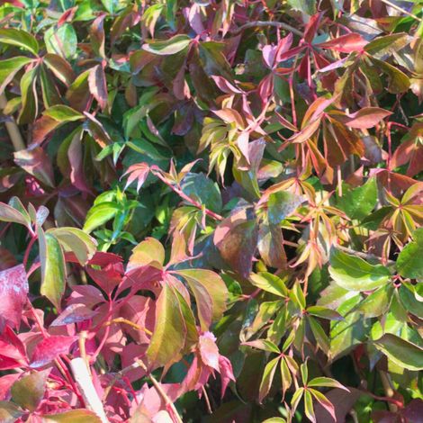 Vigne Vierge quinquefolia Murorum/Pot de 3L - Echelle bambou 60/120 cm (1/4)