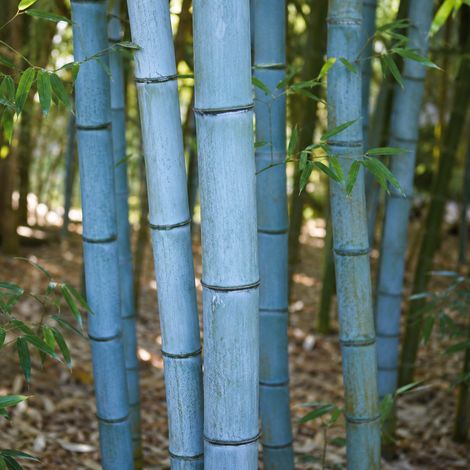 Gardenaria Bambù Blu - Phyllostachys glaucescens - Bambù ornamentale da esterno - Altezza: 200/250 cm (vaso28) (1/2)