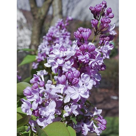 Lilas commun 'Zhemchuzhina' Pot de 4L/5L, 3/4 branches (1/2)
