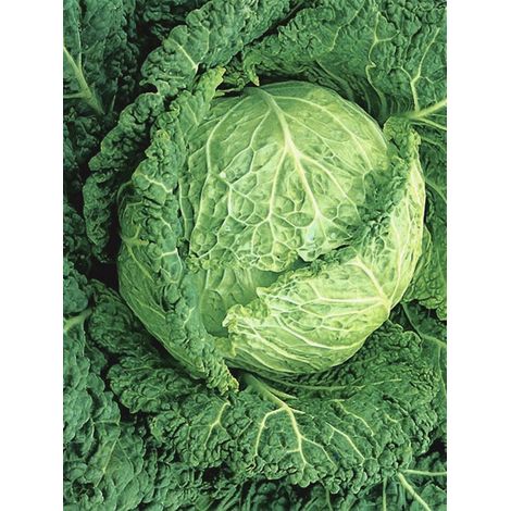 Chou Milan 'd'Aubervilliers' le sachet de 850 graines (3g)