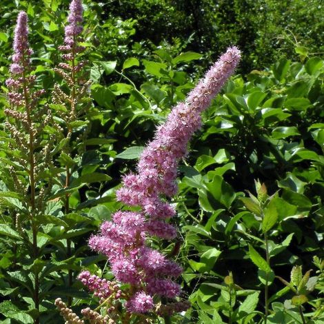Spirée billardii, Spiraea/Pot de 3L - 20/40 cm (1/3)