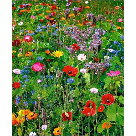 42000 semillas de flores silvestres combinadas, cosmos de floración para las cuatro estaciones, flor colorida de gesang