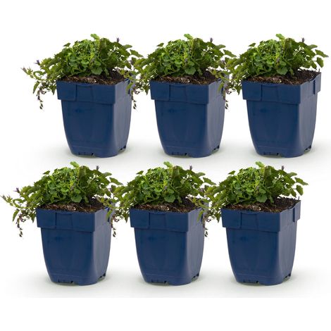 Campanule des Murailles Stella Plante Vivace Couvre-sol Violette - Lot de 6 - Pot Ø 11 cm - PANGIVO (1/5)