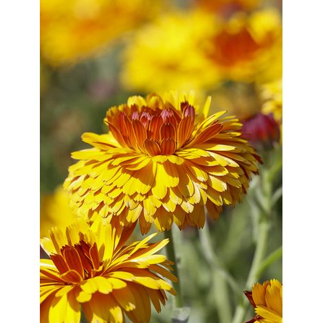 Souci des jardins 'Bull's Eyes' le sachet de 80 graines (0,8g) (1/2)