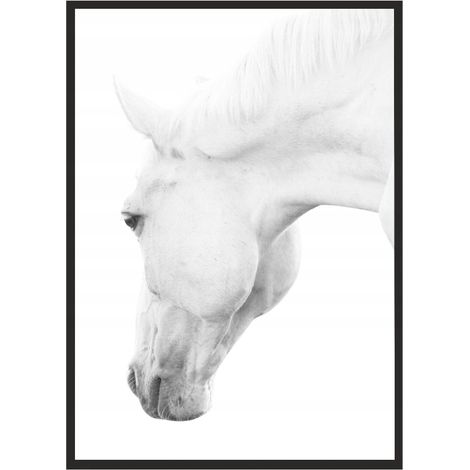 Bild, Poster im Rahmen 73x53 cm Pferd P501 (1/4)