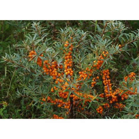 Hippophae rhamnoides - olivello spinoso - alveolo forestale (1/2)