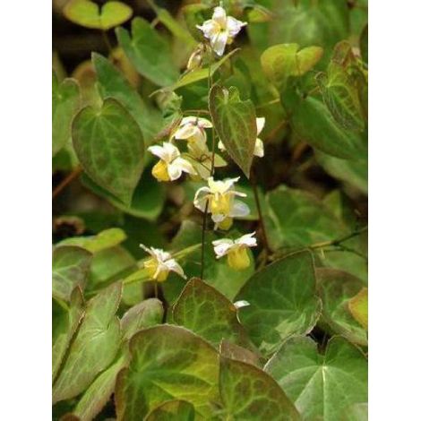 Fleur des elfes 'Sulphureum' Godet de 7/8 cm (1/2)