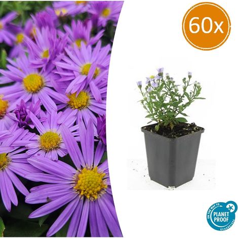 Lot de 60 Asters d'Automne 'Prof. Anton Kippenberg' Fleurs Violettes Pot Ø 9 cm H 10-25 cm - PANGIVO (1/5)
