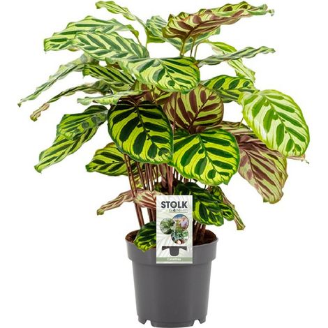 Calathea Makoyana plante d’intérieur feuillage décoratif tropical pot 14 cm hauteur 45 cm - PANGIVO