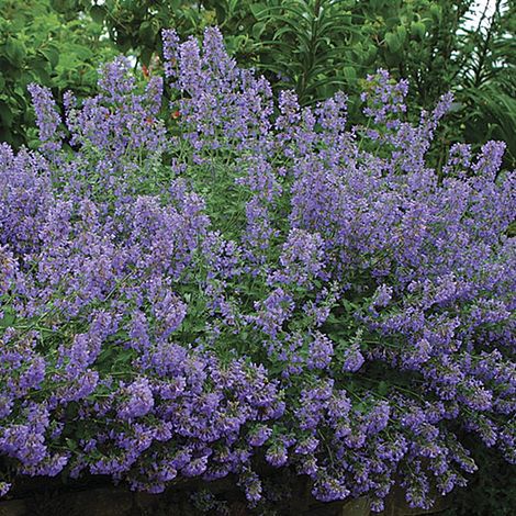 4 x Herbe à chat - Nepeta faassenii 'Walker's Low'  - godet 9x9