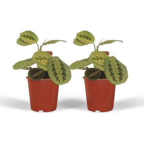 Maranta Fascinator Plante d’Intérieur Tropicale Feuillage Graphique Pot Ø12 cm Hauteur 20 cm Lot de 2 - PANGIVO (1/5)