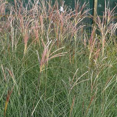 4 x Eulalie  - Miscanthus sinensis 'Gracillimus'  - godet 9x9 cm