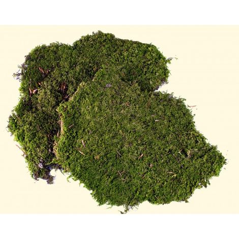 MUSCHIO NATURALE A TAPPETO PER PRESEPE 350 GR (1/2)