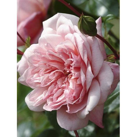 Rosier 'Paul Noel' Pot de 4L/5L
