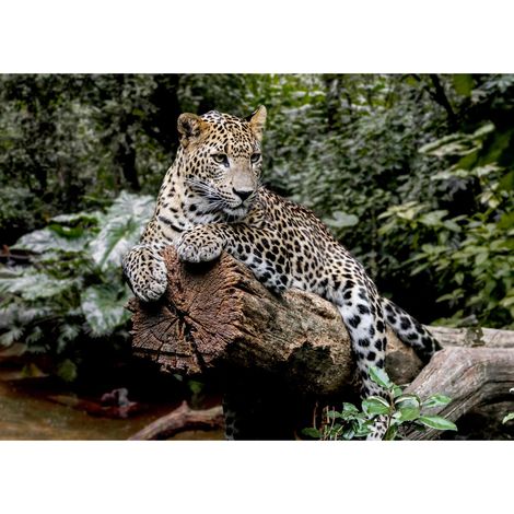 Tableau sur toile guépard sur un tronc 100x140 cm - Impression sur Toile Murale Décorative - Image imprimée en HD sur Toile - Toile sur Châssis en Bois FSC - Fabriqué en France (1/5)