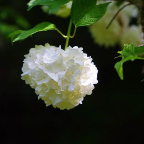 Viorne de Carlcephalum (Viburnum x carlcephalum)