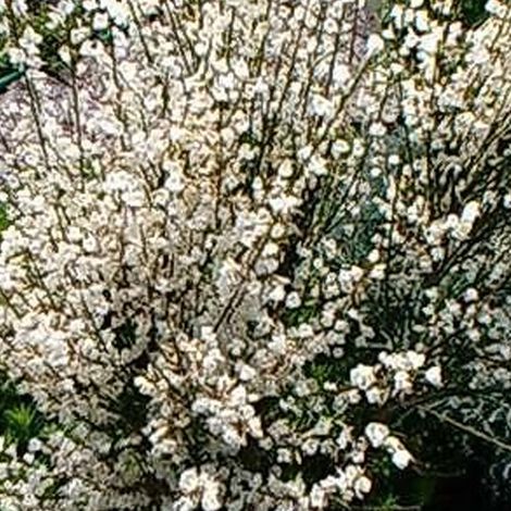 Genêt précoce - Cytisus praecox 'Albus' - 40-60 cm pot (1/5)