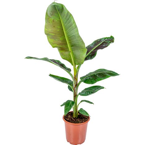 Bloomique - Musa Dwarf Cavendish - Bananier d’intérieur - Plante d’intérieur - Dépolluante - Sans danger pour les animaux - Hauteur 80-100 cm - Pot 21 cm (1/4)