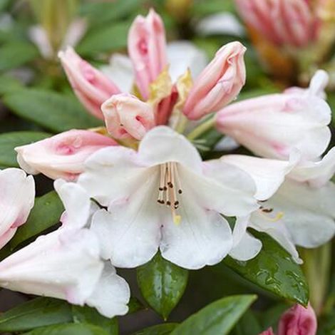 Rhododendron 'Grumpy' - 30-40 cm pot (1/4)