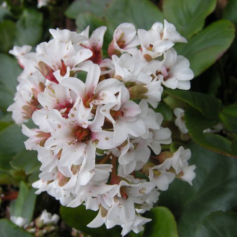 4 x Bergenia 'Silberlicht' - godet 9x9 cm