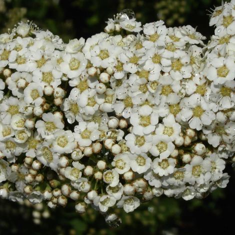 Spirée Snowmound, Spiraea/Pot de 3L - 20/40 cm (1/5)