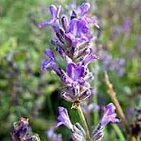 6 x Lavandula Intermedia 'Grappenhall' - Pot de lavande 9x9cm (1/3)