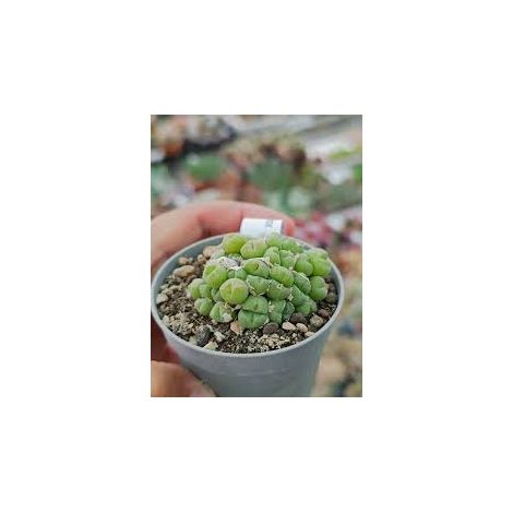 Conophytum Vaso 5,5 – Mini Succulenta Rara da Collezione (1/5)