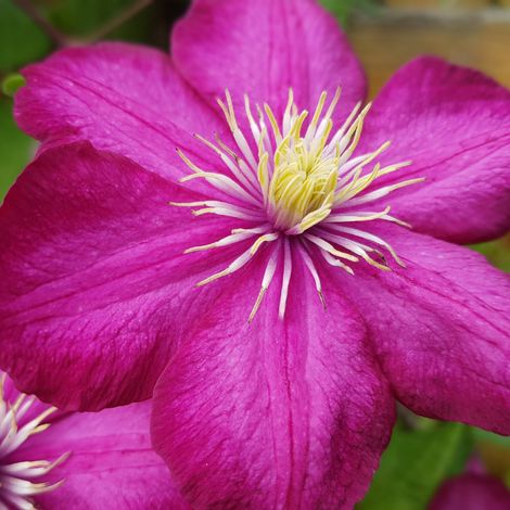 Clematite - Clematis Comtesse De Bouchaud 70cm (1/2)