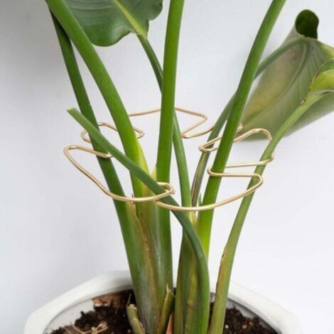 Supporto per fusto di piante Monstera, confezione da 5 pezzi, supporto resistente e stabile, design unico, adatto per piante rampicanti, ideale per promuovere una crescita vigorosa delle piante (1/4)