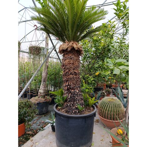 Cycas Cicas Revoluta Palma Nana in Mastello Ă¸75 h tronco 110 cm altezza totale 150 cmâ€“Pianta Ornamentale Sempreverde da Esterno e Interno Luminoso Tropicale Resistente â€“ Ideale per Giardino, Terr