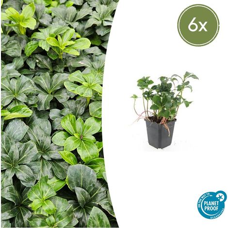 Lot de 6 Pachysandra terminalis 'Green Sheen' Couvre-sol Vivace Persistant Vert Brillant Ø 9 cm - PANGIVO (1/5)