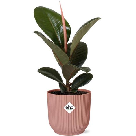 Ficus Elastica 'Robusta' Plante Intérieure Dépolluante en Pot Rose 14 cm - PANGIVO (1/5)