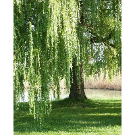 Salice piangente "Salix babylonica" pianta in vaso ø18 cm h 100/120 cm