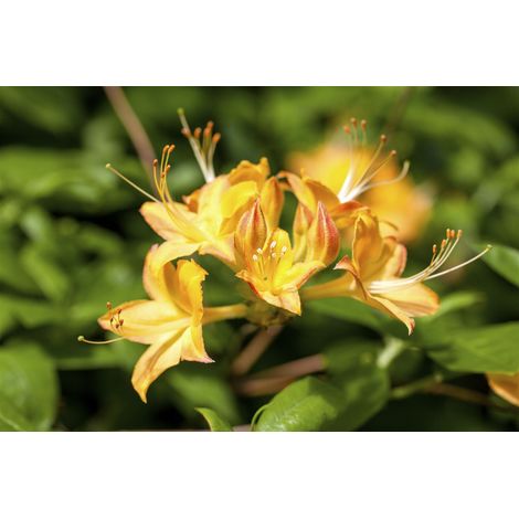 Sommergrüne Azalee 'Arpege' Rhododendron viscosum 'Arpege' C 5 40- 50
