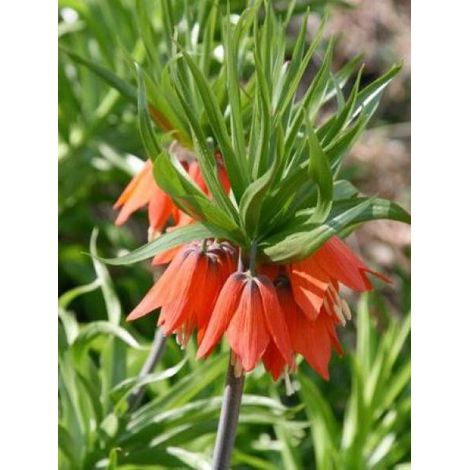 Fritillaire 'Rubra' Bulbe calibre 24+ (1/3)