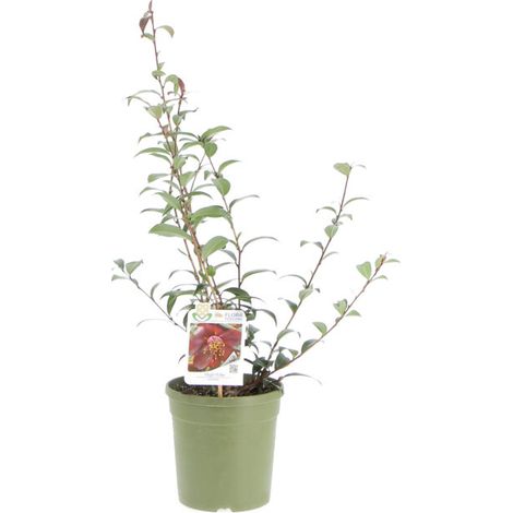 Camelia Japonica 'Night Rider' - Piante Vere da Esterno - Pianta Fiorita da Giardino da Balcone da Terrazzo - H 60-70 cm Vaso Ø 17 cm (1/4)
