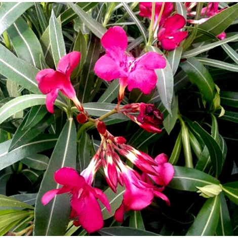 Planta de Adelfa Roja. Nerium Oleander. Altura 30 - 40 Cm