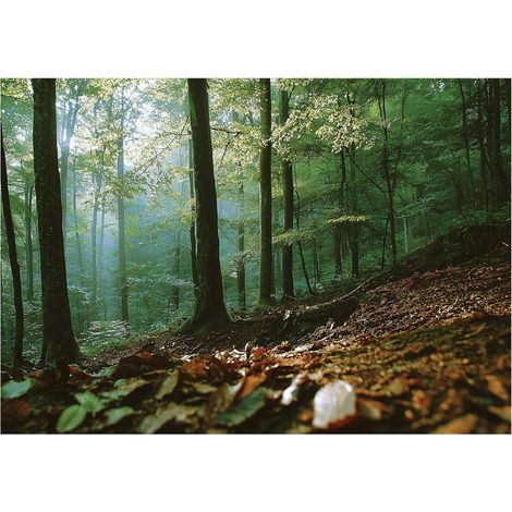 Papier peint mural forêt 3D nature arbres paysage intissé grand format design intérieur salon chambre pas cher 350x250 cm (1/5)