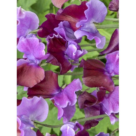 Pois de senteur 'Bicolour Purple Pimpernel ' le sachet de 30 graines (3g) (1/2)