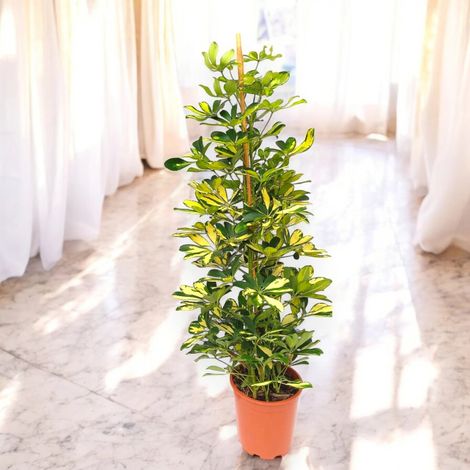 Gardenaria Schefflera arboricola 'Gold capella' - Pianta da interno ornamentale - Altezza: 165 cm (vaso 27)