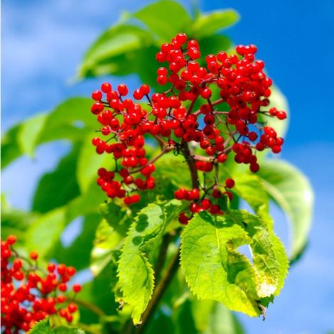 Sureau rouge (Sambucus racemosa)