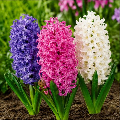 Jacinthes en mélange Sgaravatti 3 bulbes, floraison printanière colorée adaptée aux pots, massifs et bordures - 618029 (1/3)
