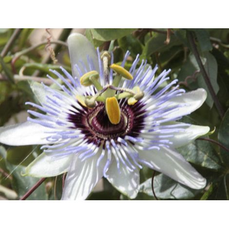 Passiflora Caerulea v17