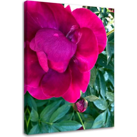 Quadro su tela, Peonia fiore rosa - 80x120 (1/5)